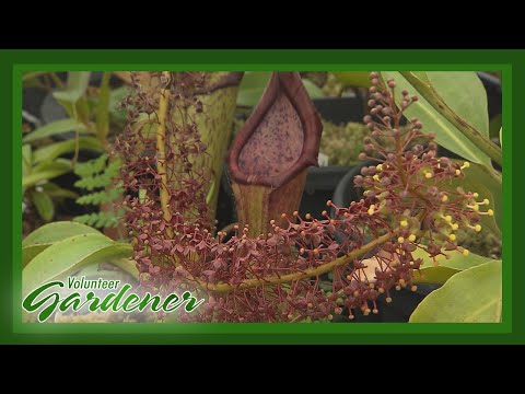 Video: Kweekbekerplanten - Bekerplantenzaden en -stekken