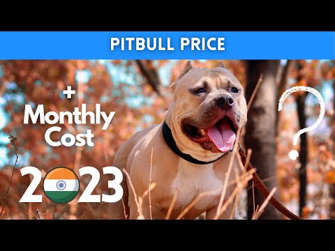 Pitbull Dog Price in India 2022 (Monthly Expenses Included)