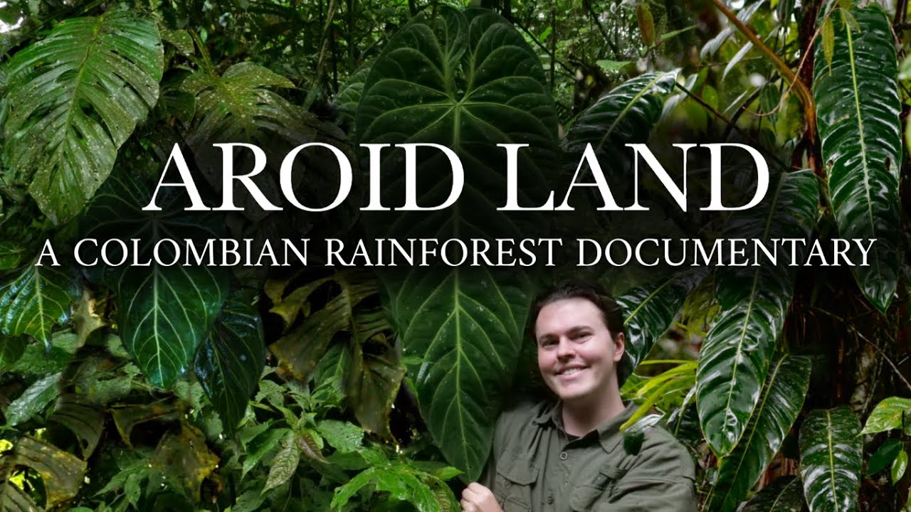 Aroid Land: A Colombian Rainforest Documentary | 4K