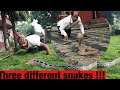 Releasing three different snakes yamlal bhandari   cobra common krait copper headed trinket