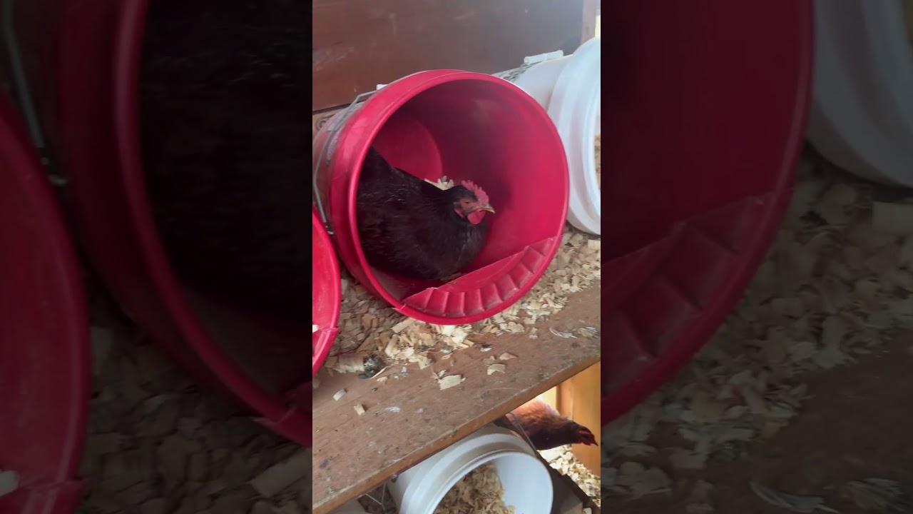 Quick and Easy Chicken Nesting Boxes!