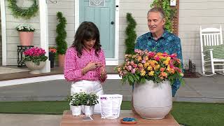 Cottage Farms 2-Piece 3-N-1 Lucky Charm Lantana Live Plants on QVC