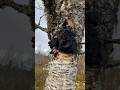How To Make Chaga Mushroom Tea 