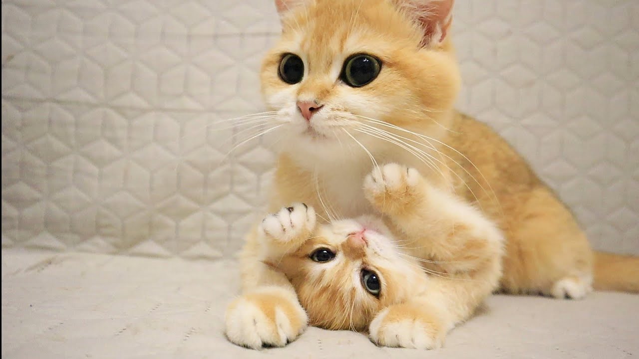 Mommy, we don’t want to wash! Mommy, we don’t want to wash!