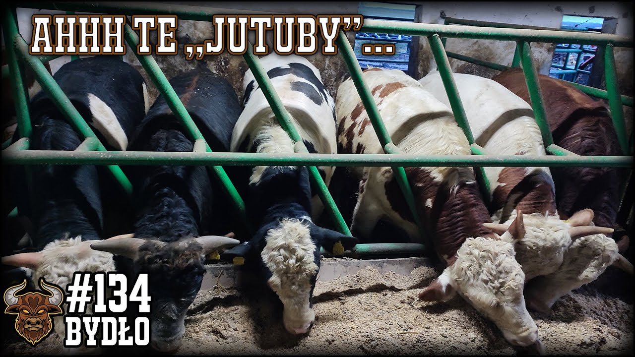 #134 Bydło opasowe - Cielaki tuż tuż. Byczek był na diecie (nie ja). Wyjaśniam sprawę jutubów.