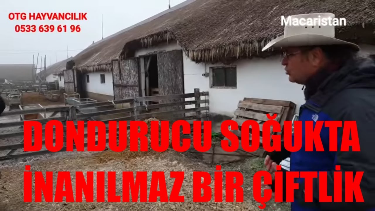 DONDURUCU SOĞUKTA İNANILMAZ ÇİFTLİK | PEDİGRİ MACAR MERİNOSU VE BERRICION DUE CHER | MACARİSTAN