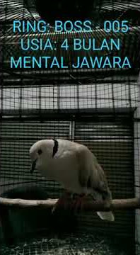 PUTER PELUNG 4 BULAN MENTAL PETARUNG SEJATI