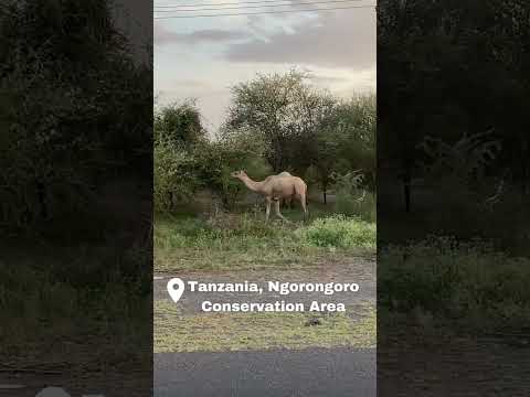 Video: Ngorongoro kaitseala: täielik juhend