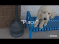 Goldendoodle: Sully 2 week board and train: Wilmington Dog Trainers Goldendoodle: Sully 2 week board and train: Wilmington Dog Trainers