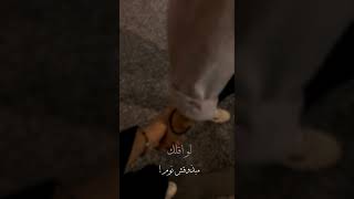 مش راضي تفهمني ليه؟؟ #اليسا