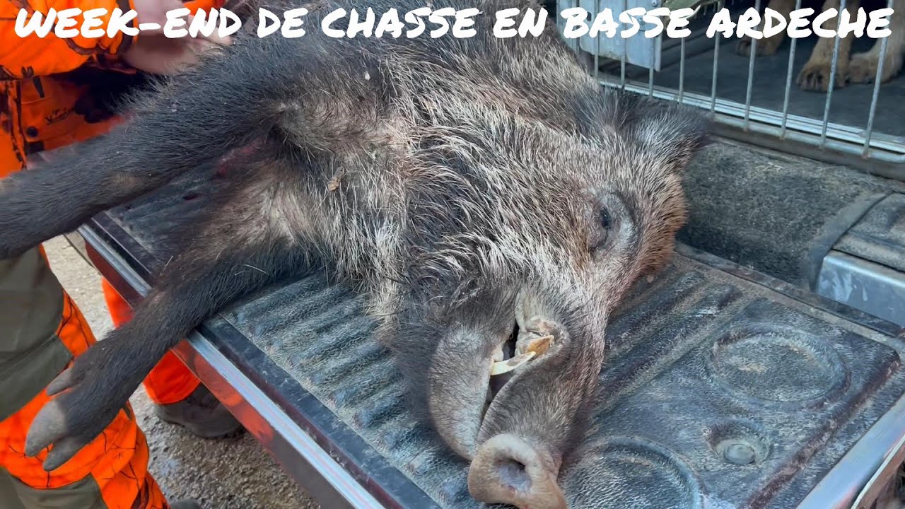 Ancien Livre De Chasse: 'Expériences Du Domaine De La Basse Chasse' Par Diezels, Vers 1920
