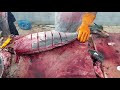 Tuna $500 10KG Fish Fillet।Fast Way of Tuna Fish Fillet by Knife।Tuna Fish Fillet Knife Techniques