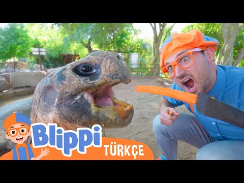 Blippi Bir Hayvanat Bahçesini Ziyaret Ediyor | Blippi Türkçe - Çocuklar için eğitici videolar | Türk
