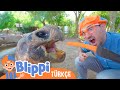 Blippi Bir Hayvanat Bahçesini Ziyaret Ediyor | Blippi Türkçe - Çocuklar için eğitici videolar | Türk