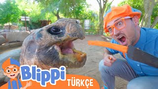 Blippi Bir Hayvanat Bahçesini Ziyaret Ediyor Blippi Türkçe - Çocuklar Için Eğitici Videolar Türk