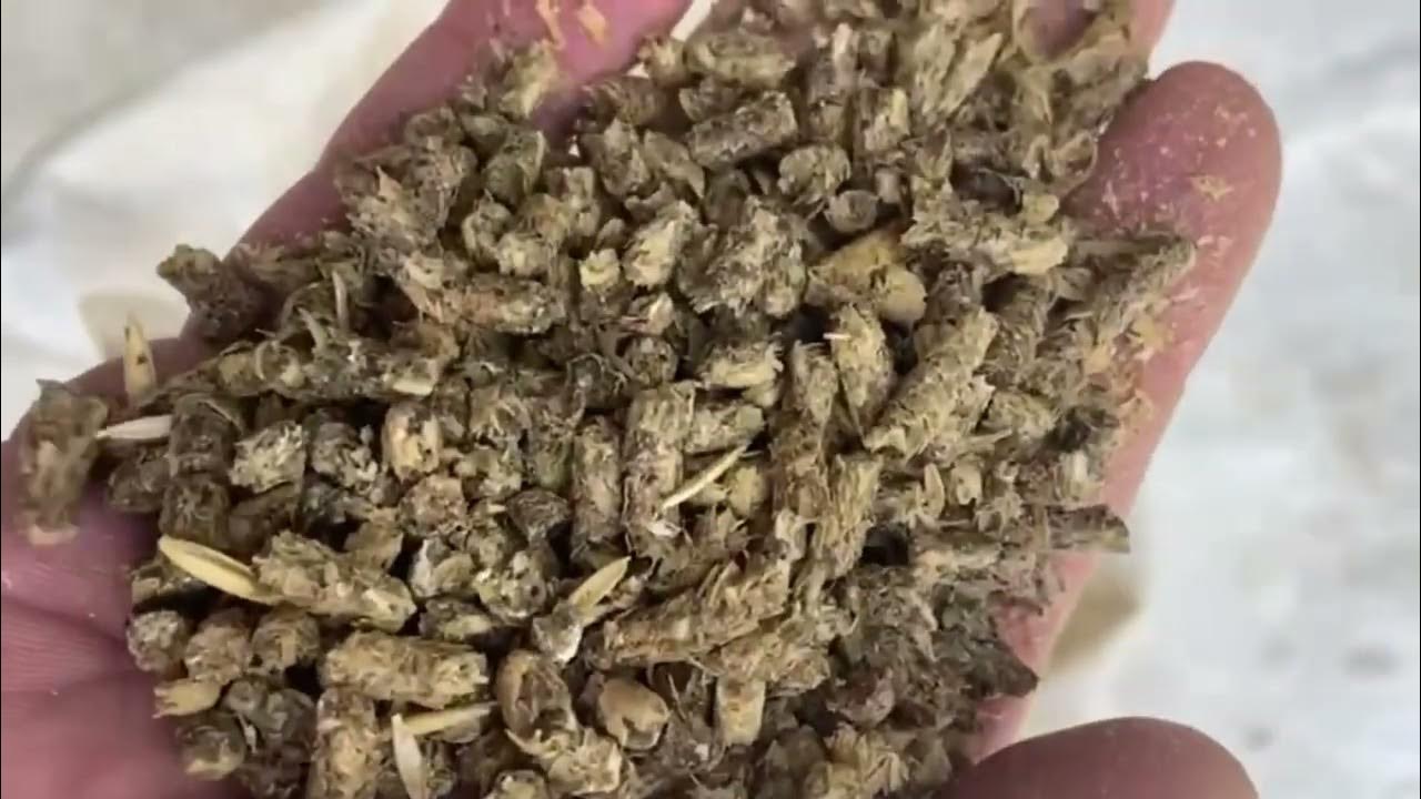 Hemp Grain Livestock Feed. US HEMP GRAIN YouTube