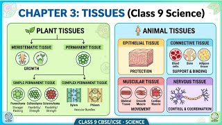 Tissues in action Complete ChapterCLASS 9th Sciencel NCERT covered ...part -5