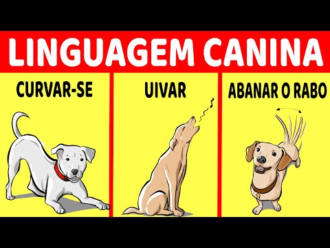 Vídeo: Estudo Super-Científico Encontra Cães Preferem Bellyrubs Sobre BabyTalk