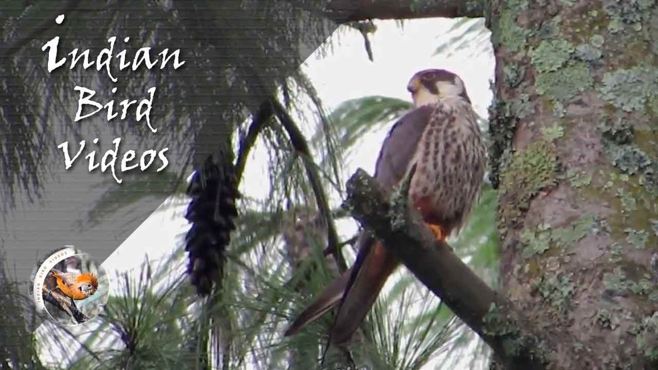 The Eurasian Hobby (Falco subbuteo) - Indian Bird Videos 