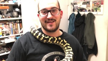 Handling defensive jungle carpet python, new geckos!