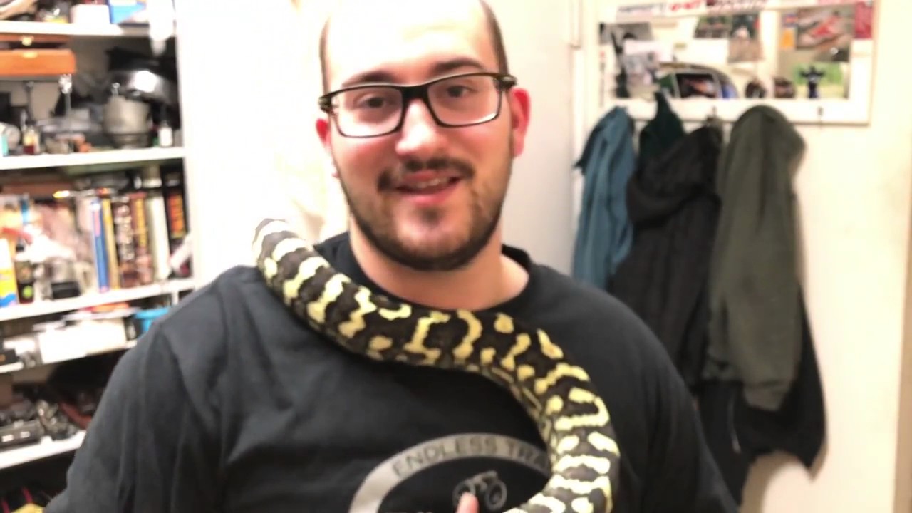 Defensive Carpet Python Handling defensive jungle carpet python, new geckos! - YouTube