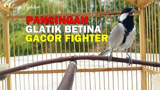 Pancingan Glatik Batu Betina Gacor Ngerol Rapat, Cocok Buat Pancingan Glatik Ombyokan Dijamin GACOR