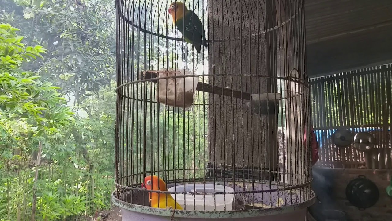 BURUNG LABET 😚 