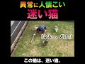 迷い猫と芝いじり。ショート