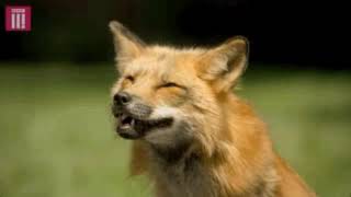 Fox Laughing GIF