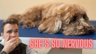 SUPER NERVOUS DOG!! - How to groom an incredibly nervous dog