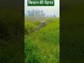 जय जवान जय किसान