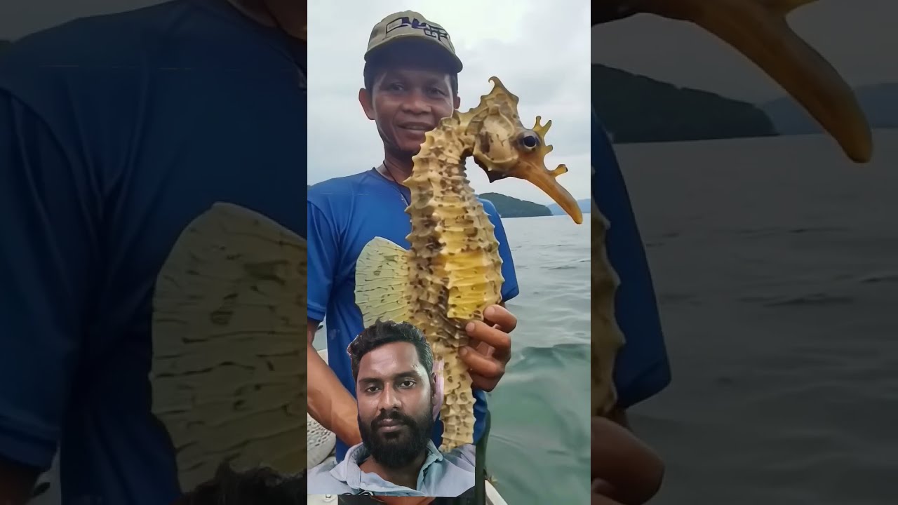 Giant Seahorse Caught On Camera 