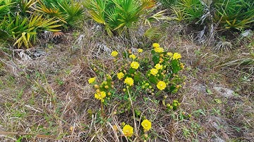 The Eastern Prickly Pear Cactus and Insects