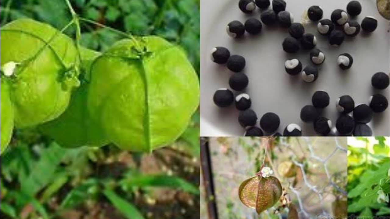 Grow Balloon Vine Plant From Seed Heart Seed Full Information About Balloon Vine Youtube Grow Balloon Vine Plant From Seed Heart Seed Full Information About Balloon Vine Youtube