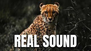 Awesome Cheetah Voice Sound Roar Of Cheetah Love Pets