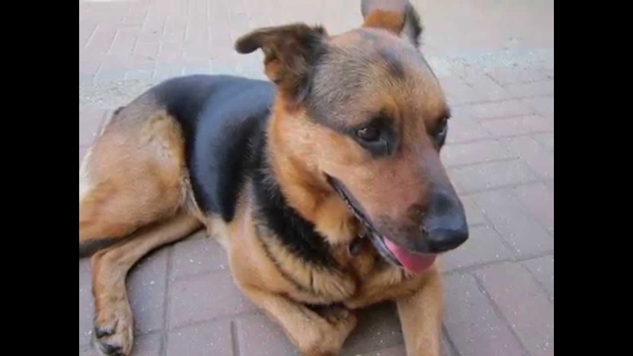 My Slideshow Of My Dogs YouTube
