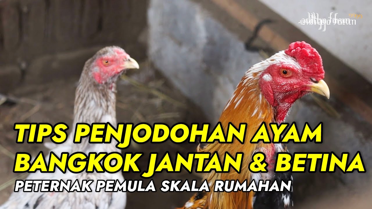 CARA MUDAH PENJODOHAN AYAM BANGKOK UNTUK BETERNAK | Aditya Farm 99