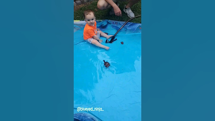 Box Turtle swimming with Baby for the first time ~ B.E.N. Productions
