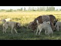 KURT BASKINI OLAYI VE AKBAŞ ÇOBAN KÖPEKLERİNİN KOYUN SÜRÜSÜNÜ KORURKEN DAĞILIMI !! AKBAŞ, KANGAL