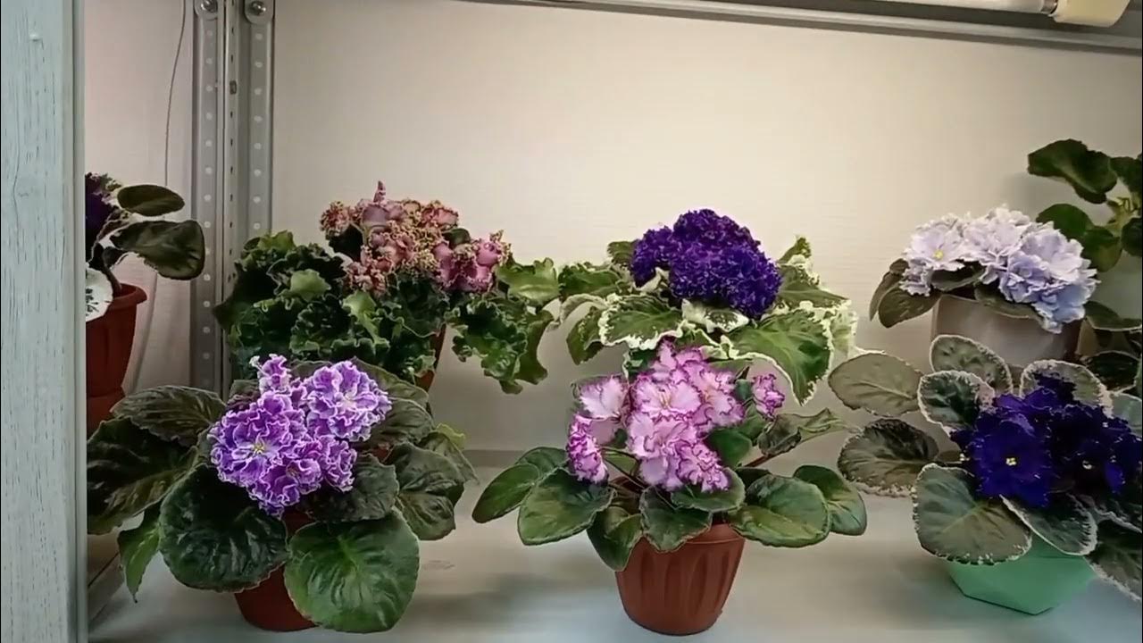 Группа Вконтакте: Фиалки в Екатеринбурге - YouTube