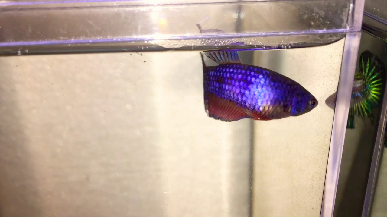 camera iphone 8 plus apk Bicolour Show Plakat HMPK Female Betta