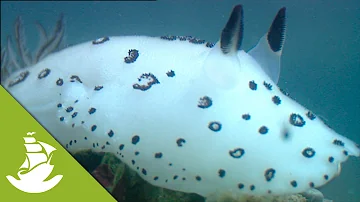 A Nudibranch and Blues Sponges
