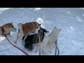 柴犬 初めての雪😁
