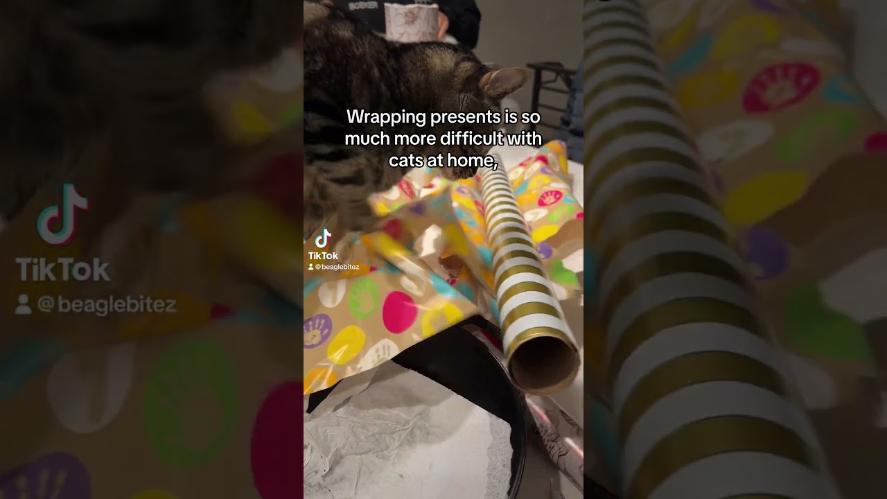 Wrapping cat gifts be like 🙀🙀🙀 