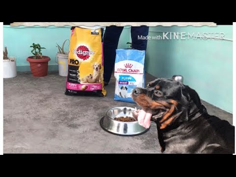 Rottweiler Diet plan Part- i,Rottweiler puppy at 2 months old??#Rottweiler  #Rottweilerpuppy#dietplan - YouTube