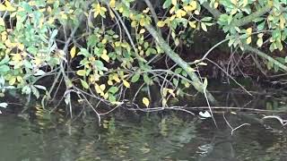 Download Lagu Dusky Warbler   Bruine boszanger   Munnikenpolder   The Netherlands   Luuk Punt 251102 1 MP3