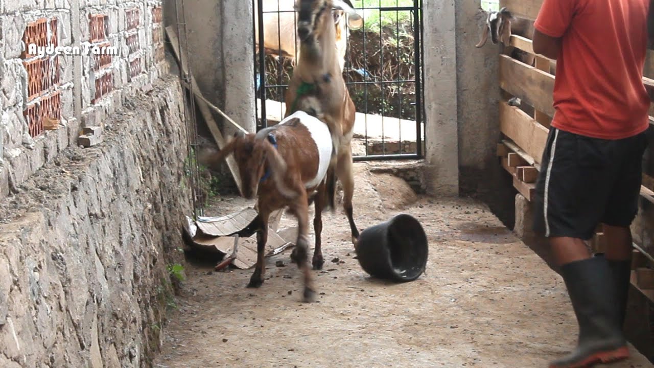 Top Meeting The Big Young Anglo Goat - Big Boy Goat at Farm