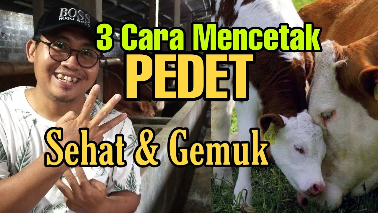 Три способа выращивания здоровых и упитанных телят — доктор Риса Исна Фахзиар