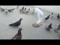 Gola kabootar  desi kabootar  lucknow pigeon and animal