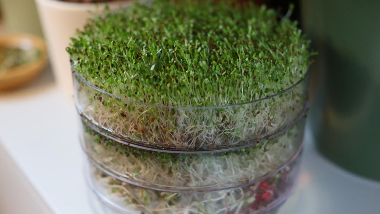 ZenGreens Bio Sprossen Anzuchtturm 4 Etagen – Komplettset Mit Keimturm Und Bio-Sprossensamen